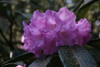 argyrophyllum ssp nankingense 73-8 -2